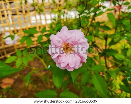 Close up pink roses blooming in the sunny garden of my front yard. High quality pictures. Greeting card background. 