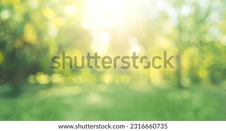soft focus blurred abstract background trees in sunny park