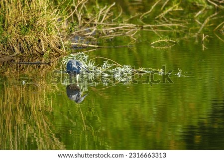 A Gray Heron in the wetlands	