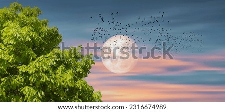 Full moon rising at sunset, silhouette of flying birds and green tree leaves. Amazing natura landscape