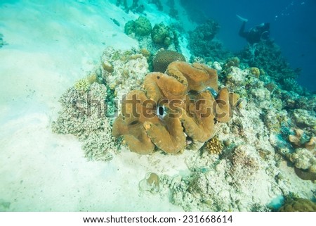 Beautiful Giant Clam, Palawan.