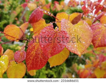 The vibramt colors of American Redbud Flame Thrower wet leaves with raindrops Royalty-Free Stock Photo #2316686651