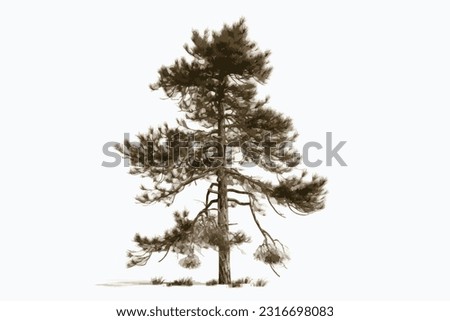 tall pine wood white background