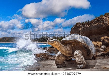 Galapagos Islands. Galapagos tortoise. Big turtle. Ecuador. Royalty-Free Stock Photo #2316709979