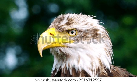 The eastern imperial eagle photo