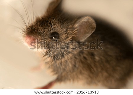 Swiss (house) mice (Mus musculus) constantly accompanies to human (synanthropes) and parasitizes. Sensitive night large eyes. It is not possible to completely get rid of mice on farm. Isolated Royalty-Free Stock Photo #2316713913
