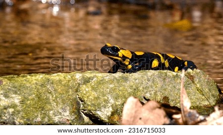 Fire salamander is sitting at the rock