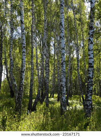 Birches in summer forest with tall grasses below. Three shots composite picture.