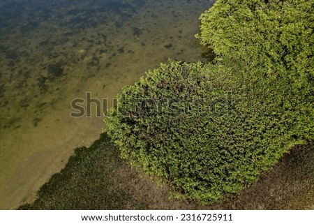Aerial Drone photo of the green mangroves on the shoreline of Tampa Bay, Florida USA.
