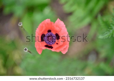 Macro colorful pink poppy flowering in summertime for wall photo back ground and house decoration