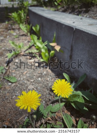 Yellow dandelion on the edge of a concrete walkway.