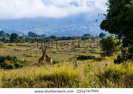Couple of giraffes (camelopardalis) near Ngorongoro crater. Ngorongoro conservation area, Tanzania