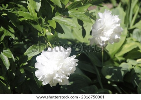 The flowering of snow-white peonies in the rays of the summer sun