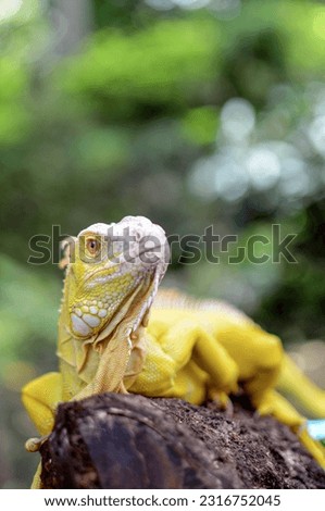 Iguana Albino, one of the beautiful and exotic animals like a small dragon.
