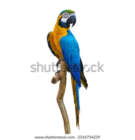 macaw parrot parakeet perching on branch on white background isolate Royalty-Free Stock Photo #2316754229