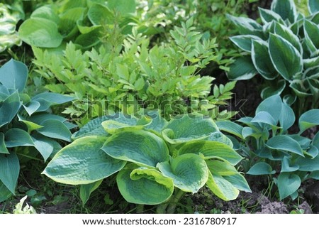 Garden landscape composition with colorful variety of  decorative leaf hosta (Funkia) plants  in a summer garden.