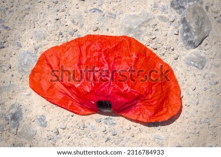 a fallen red leaf of a poppie in a stoned sandy floor