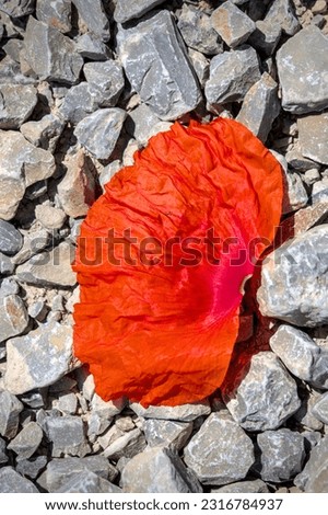 a fallen red leaf of a poppie in a stoned sandy floor