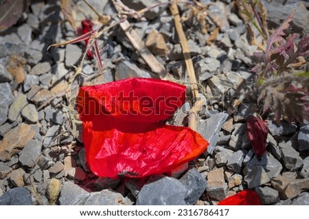 a faded leaf of a red poppie flat lay on a natural ground