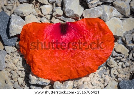 a faded leaf of a red poppie flat lay on a natural ground