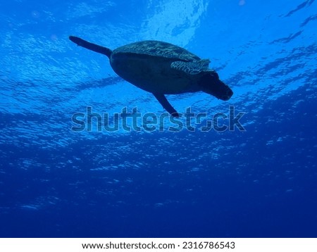 The sea turtle swam to the surface.