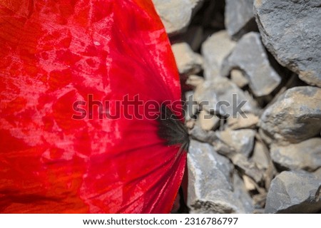 an unwithered leaf of a red poppie flat lay on a natural ground