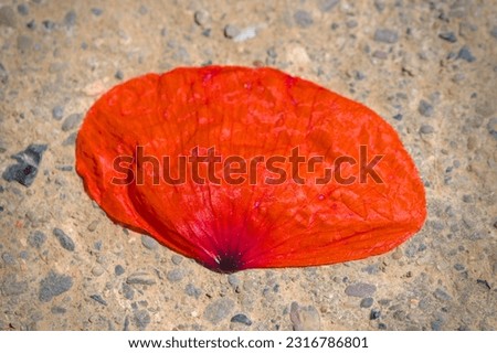 an unwithered leaf of a red poppie flat lay on a natural ground