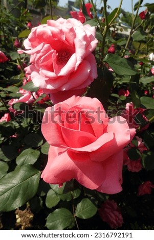 Beautiful Rose in Jungnang Rose Park, Seoul