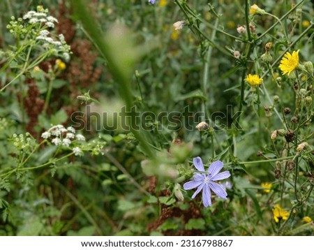 Flowers, spring time. Yellow, blue and white. Colors. Stem. Leaves. Petals.