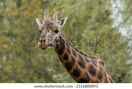Close-up of a giraffe in front of some green trees