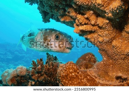 Beautiful tropical coral reef with lovely porcupine fish.