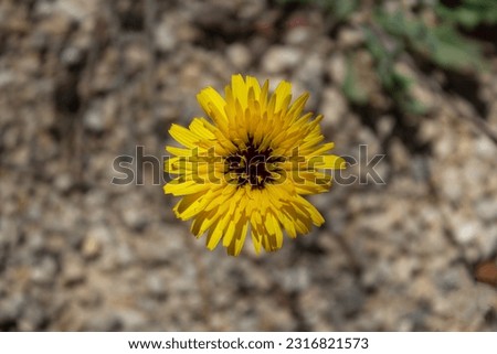 Flower macro image background unfocused