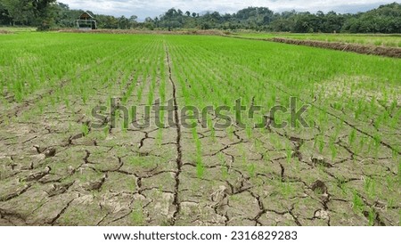 The long dry season has caused the rice fields in several areas in Bonne Pinrang Village 
to be threatened with drought. One of them is the non-irrigated rice field area, which only relies 
on rainfal Royalty-Free Stock Photo #2316829283