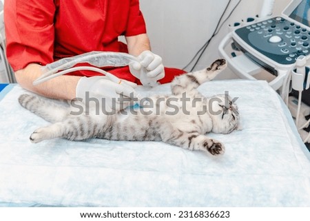 Scottish Fold cat laying on the table.A small gray cat during ultrasound examination in vet clinic.The medical equipment, monitor at the background.