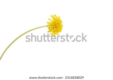 Flower of dandelion (taraxacum officinale) isolate white  Royalty-Free Stock Photo #2316838029