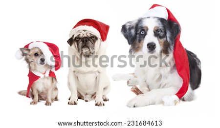 three dogs as a Christmas gift, exempted, white background, dressed as santa claus, cutout