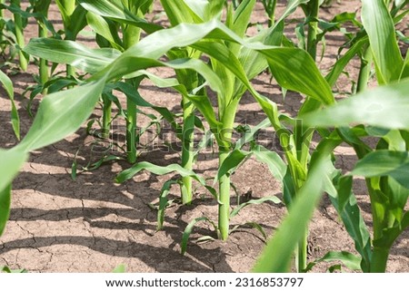 Green corn field at beautiful sunny spring day