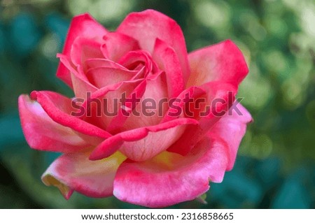 Pink rose close-up in summer in the garden. Beautiful floral background. Valentine's day and holidays. Love and tenderness