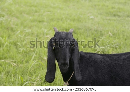 Black goat photo or a closeup shot of a black goat in the nature