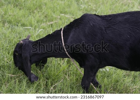 Black goat photo or a closeup shot of a black goat in the nature