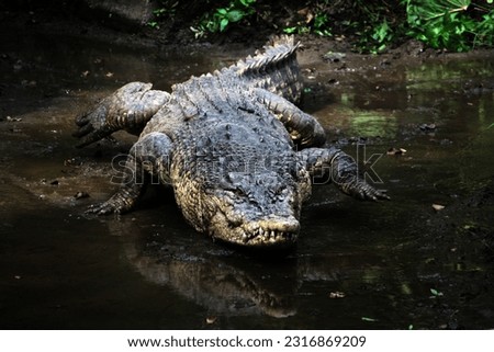 Saltwater crocodile, Indo-Australian crocodile, or Man-eater crocodile. Crocodylus porosus is the largest type of crocodile in the world. Royalty-Free Stock Photo #2316869209