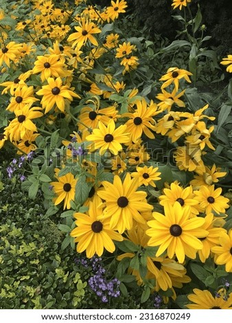 Black eyed susan flower garden Royalty-Free Stock Photo #2316870249