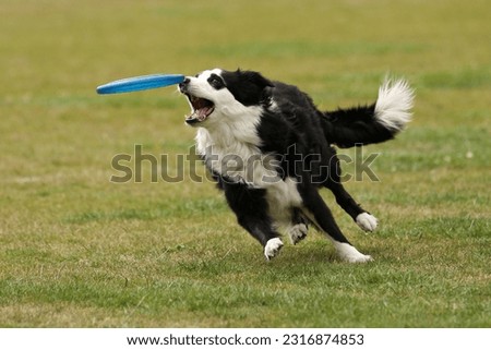 The dog has almost got the Frisbee.
