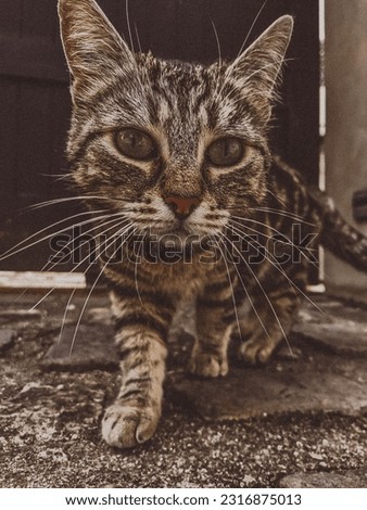 Photo of a cat in the street with a large FOV. 