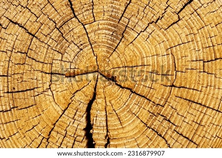Slice of wood timber with rings and cracks as natural pattern, abstract nature background. Natural wooden organic texture wallpaper, screensaver, design element, monochrome nature gradient colored