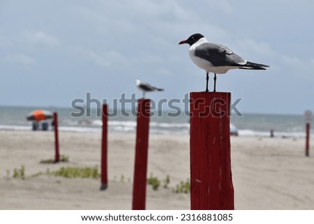 A beautiful portrait of a Seagulls on red posts at Galveston Beach in Houston, Texas - Summer, May 2023