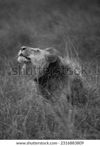 Closeup of a Lion shaking its head after rain to remove water at Masai Mara, Kenya