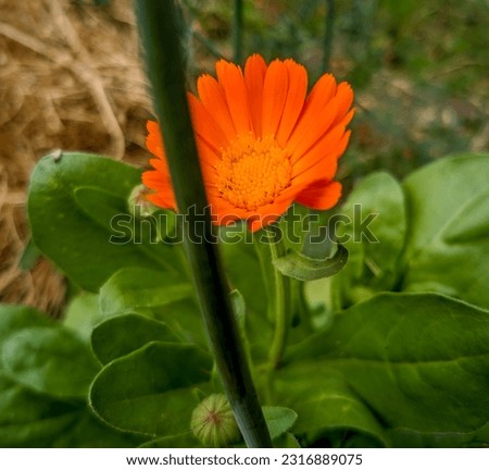 Calendula officinalis is sunny orange in color