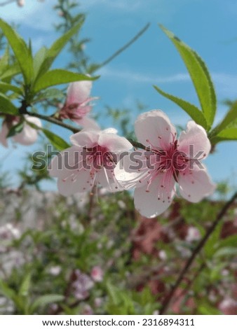 Closup picture of Apple Plant with beatiful scenery having blurred background. Green fresh leaves. according to botany, it has five petals.