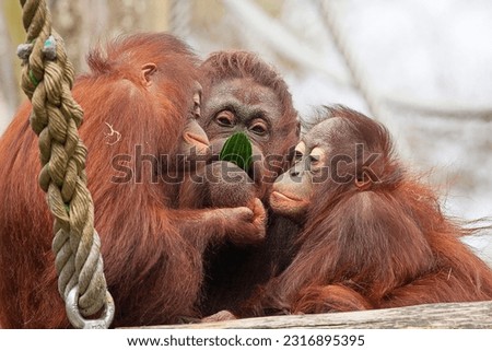 Orangutan eats a cucumber. The other two would also like to have a piece. Royalty-Free Stock Photo #2316895395